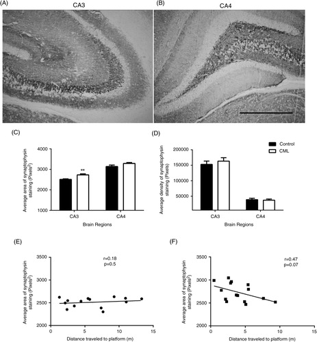 Fig. 1 Changes in synaptophysin in the CA3 and CA4 sub-regions of the hippocampus. Representative images showing synaptophysin staining in the CA3 (A) and CA4 (B) hippocampal regions. The average area (C) and the average density (D) of synaptophysin staining in the CA3 and CA4 hippocampal regions of control (closed bars, n=15–16) and CML-supplemented (open bars, n=15–16) rats are shown. The increased area of synaptophysin staining in the CML-supplemented group (F, black squares) trended towards a correlation with the distance travelled to the platform of the MWM in day 2 of acquisition training (Supplementary Fig. 1). There was no correlation in the control group (E, black circles). Data are presented as mean±SEM, **p<0.01, scale bar=100 µm.