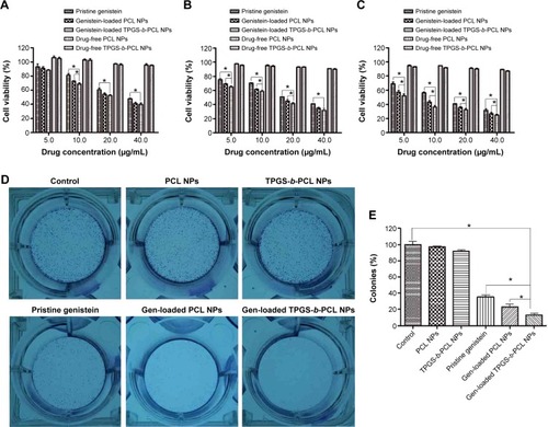 Figure 10 The anticancer activity of pristine genistein and genistein-loaded NPs on HeLa cervical cancer cells in vitro.Notes: (A–C) The inhibitory effect of pristine genistein, genistein-loaded NPs, and drug-free NPs on the proliferation of HeLa cells at 24 h (A), 48 h (B), and 72 h (C), determined by MTT assay (*P<0.05); (D) the inhibitory effect of pristine genistein, genistein-loaded NPs, and drug-free NPs on the colony formation of HeLa cells; (E) colonies were counted and the data are expressed as a percentage of control cells (*P<0.05).Abbreviations: NPs, nanoparticles; PCL, poly(ε-caprolactone); TPGS, d-α-tocopheryl polyethylene glycol 1000 succinate; h, hours; MTT, 3-(4,5-cimethylthiazol-2-yl)-2,5-diphenyl tetrazolium bromide.