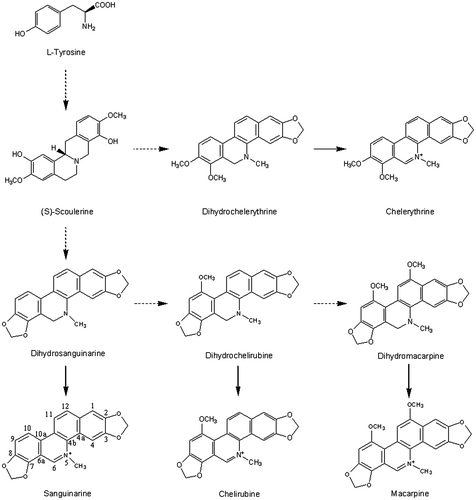 Fig. 1. Biosynthetic Pathway and Chemical Structures of the eight Target Benzo[c]phenanthridine Alkaloids in California Poppy.Notes: Solid arrow stands for a single-step enzyme reaction and dotted arrows represent a multiple-step one (adapted from Ref.Citation20).