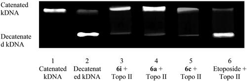 Figure 6. DNA topo II inhibition assay of 6i, 6a and 6c.