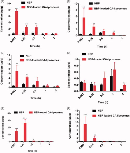 Figure 4. Biodistribution of NBP in major organs involving brain (A), heart (B), liver (C), lung (D), spleen (E) and kidney (F) at various time points after orally given NBP suspension and NBP-loaded CA-liposomes to rats at a dose of 30 mg/kg, respectively. Data are mean ± SD (n = 5). *p< .05, **p< .01, ***p< .001, compared with NBP suspension.