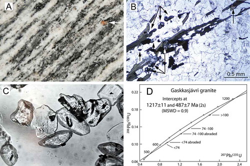 Figure 15. A. Fabric of the Gaskkasjávri granite. Arrow: garnet porphyroblast. Long side of picture is 35 mm. B. Photomicrograph of the biotite fabric in A. Titanite (arrows) occurs as small idioblastic crystals often aligned with the biotite fabric, or as larger fragments. C. Concentrate of titanite with smaller lenticular grains and larger fragments, the latter often pitted by resorption and carrying opaque inclusions (sulphides). 255X. D. U–Pb concordia diagram for titanite analysis.