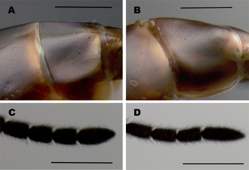 Figure 4.  Fifth tergite and ninth flagellomere of antennae in lateral view: (A, C) B. parvulus or B. acuticaudatus sp. n., (B, D) B. semipunctatus sp. n. Scale bar (A–D): 0.5mm.