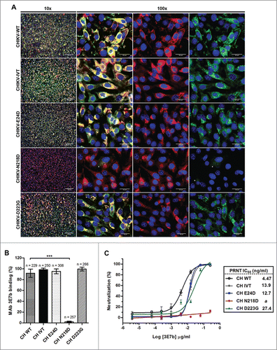 Figure 5. Evaluation of mutant CHIKV binding and neutralization by mAb 3E7b. (A) Confluent BHK-21 cells were infected with CHIKV-WT, CHIKV-IVT, CHIKV-E24D, CHIKV-N218D or CHIKV-D223G clones at MOI 10. At day 1 p.i., cells were fixed and co-stained with 3E7b IgM and rabbit anti-E2 polyclonal antibody as a positive control. The difference in binding was visualized with goat anti-mouse IgM FITC and anti-rabbit IgG 594 secondary antibodies. Cell nuclei were stained DAPI and images were captured under 10x and 100x magnification. White arrowhead indicates reduced 3E7b binding. Representative images from 3 independent experiments are shown. (B) FITC signal of 3E7b binding is expressed as a percentage over 594 signal that represents the number of infected cells, n, quantitated. Error bars represent ± SD. One-way ANOVA followed by a post-Dunnett test, with statistical significance defined as ***p < 0.001. (C) PRNT of single mutant CHIKV clones was performed where 100 PFU of the respective CHIKV clone was neutralized with serially diluted 3E7b from 3.81 pg/ml to 0.25 μg/ml. Non-linear regression analysis was performed and data was best-fitted to dose-dependent inhibition curves for CHIKV-WT, CHIKV-IVT, CHIKV-E24D and CHIKV-D223G. Due to non-convergence of CHIKV-N218D data points, dose-inhibition curve and IC50 are not applicable. Mean value from at least 3 independent experiments performed in duplicates are presented. Error bars represent ± SEM.CH; CHIKV. a; ambiguous.