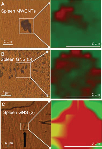 Figure S1 Optical microscope images and the corresponding micro-Raman maps for spleen sections exposed to MWCNTs and GNS. Optical microscope images and the corresponding micro-Raman maps for spleen sections exposed (A) MWCNTs, (B) GNS (5), and (C) GNS (2).Note: In the Raman maps, the red and green colored areas indicate high and no intensity for G-band respectively.Abbreviations: MWCNT, multiwalled carbon nanotubes; GNS, graphene nanosheets.