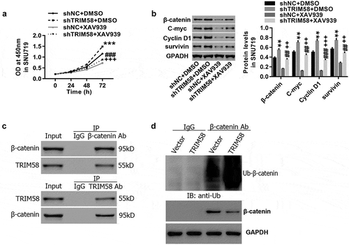 Figure 4. TRIM58 inhibition of GC cell proliferation may be due to β-catenin ubiquitination and inactivation After treatment with shTRIM58 lentivirus and XAV939 in SNU719 cells, (A) Cell proliferation was assessed at 0, 24, 48, and 72 h, and (B) the levels of related proteins (β-catenin, C-myc, Cyclin D1 and survivin) were analyzed by Western blot. (C) A Co-IP shows the co-existence of TRIM58 and β-catenin in the precipitant. (D) β-catenin ubiquitination was examined after infection with TRIM58 lentivirus, and β-catenin expression was detected by western blot. **P < .01 and ***P < .001 compared to shNC + DMSO, ##P < .01 and P < .001 compared to shTRIM58 + DMSO, and ++P < .01 and +++P < .001 compared to shNC + XAV939.