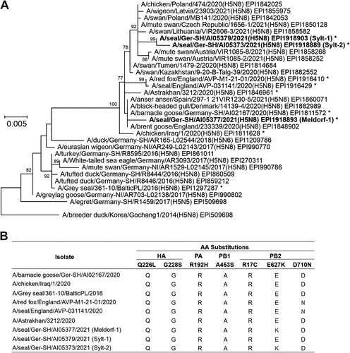 Figure 1. Phylogenetic analysis of hemagglutinin (HA) encoding sequences of highly pathogenic avian influenza viruses (HPAIV) subtype H5N8. (A) Complete H5 encoding nucleotide sequences obtained from brain tissues of three seals determined within this study (indicated in bold) were compared to sequences of H5N8 HPAIV previously detected in seals from Poland (2016), England (2020) and a human case (2020) from Russia [Citation4,Citation7,Citation14]. In addition, a representative set of H5 sequences affiliated to clade 2.3.4.4b is included. Sequences were obtained from the EpiFluTM GISAID database and accession numbers are indicated next to the cryptograms [Citation15]. Phylogeny was performed using a maximum likelihood approach implemented in MegaX (best fit model: HKY + G). Numbers at nodes represent bootstrap values of 70 or higher. Scale bar indicates nucleotide substitutions per site. (B) Variant amino acids in the HA, PA, PB1 and PB2 proteins are shown for selected sequences (indicated by * in the phylogenetic tree, panel A), respectively. Positions of amino acid substitutions implicated in adaptation to mammalian hosts are given in the top row.