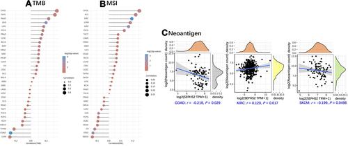Figure 9 Spearman correlation analysis of SEPHS2 expression in multiple cancer types from TCGA database with tumor mutational burden (TMB), microsatellite instability (MSI) and Neoantigen. (A and B) Association of SEPHS2 expression in tumors with TMB and MSI (The size of each dot is proportional to the Spearman correlation coefficient. Larger dot, indicates greater correlation coefficient. Different colors in the figure represent significance of the P value, colors from red to blue represent large to small significance). (C) SEPHS2 expression in KIRC, COAD, and SKCM was correlated with neoantigens. P value < 0.05 was considered statistically significant.