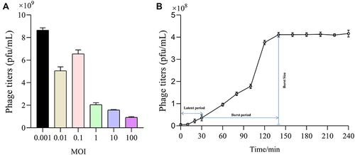 Figure 2 Biological characterization of bacteriophage IME268. The optimal MOI (A) and one-step growth curve of phage IME268 (B); Results are presented as mean values ± SD. Strains at the optimal MOI. The supernatants were harvested at 10 min intervals post-infection, and titers were determined using the double-layer method.