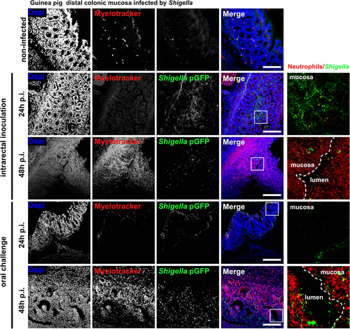 Figure 6. S. flexneri 5a colonize and attract neutrophils into infection foci in ascorbate-deficient guinea pigs. S. flexneri 5a pGFP (green) and neutrophils (red) were detected by immunofluorescence within the distal colonic mucosa of ascorbate-deficient guinea pigs (10 mg ascorbate/kg diet) challenged orally or intrarectally for 24 and 48 h with 1010 CFU. Nuclei were stained with DAPI (blue), neutrophils were stained with myelotracker-Cy3 (red). Scale bars are 150 µm. On the right panel, x5 magnification of merged images (white squares) are shown : S. flexneri 5a (green) and neutrophils (red). Detection of S. flexneri pGFP and neutrophils in tissues from control animals (400 mg ascorbate/kg diet) is shown in fig. S1. Representative images are presented of at least 5 slices from 3 different animals.