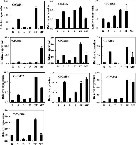 Figure 3. Expression profiles of CsCalS genes in different organs/tissues based on quantitative real-time PCR analysis. Total RNA was isolated from roots (R), stems (S), leaves (L), fruits (F), female flowers (FF) and male flowers (MF). The TUA gene was used as an internal control. Data are presented as means ± SD (n = 3). The sequences of the PCR primers, which were designed to avoid amplification of conserved regions, are shown in Supplemental Table 1.