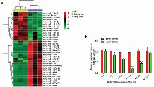 Figure 1. TBI induces miRNAs aberrant expression in mice TBI model. (a) Heat map shows significant expressional changes of 36 miRNAs levels in mice after TBI. The color green indicates downregulation and red upregulation. (b) Based on these microarray data, the miR-23a was selected and verified by qRT-PCR in cerebral cortex tissues at different time points after TBI. Data were represented as the mean ± SD of three independent experiments. *p < 0.01, **p < 0.01 vs sham group.