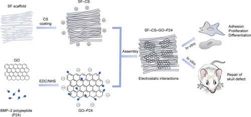 Figure 9 A brief schematic drawing of the design of this study.Abbreviations: SF, silk fibroin; CS, chitosan; GO, graphene oxide; EDC, 1-(3-dimethylaminopropyl)-3-ethylcarbodiimide hydrochloride; NHS, N-hydroxysuccinimide.