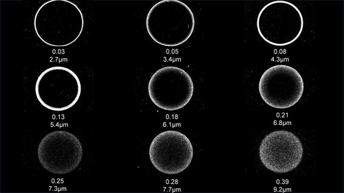 Figure 4. Deposition patterns for particle diameters in the range d=2 μm−10 μm and S/W=0.047. Beneath each ring image is the Stokes number Stk and the particle diameter d. Note that for this fixed S/W case, the ring thickness increases with d, eventually approaching a solid disk.