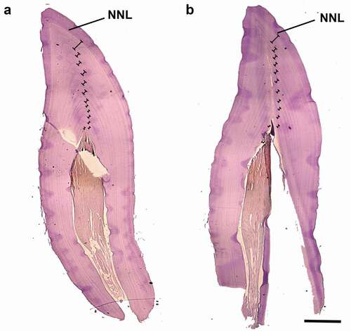 Figure 2. Representative tooth sections of Stenella coeruleoalba (ID Sc166277) obtained using different decalcifiers. The sections were obtained from two different teeth of the same individual. (a) Tooth decalcified using RDO; (b) tooth decalcified using 5% acid nitric. The neonatal line (NNL) and GLGs (Ⱶ˧) in dentine are indicated. In (b) one less GLG (n = 12) compared to (a) (n = 13) is visible, probably due to the greater erosion of the pulp cavity. Scale bar = 1600 μm for both figures