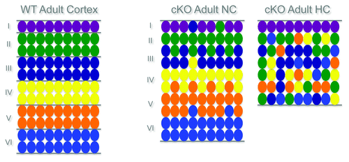 Figure 1. Layer organization of the cerebral cortex in WT and RhoA cKO.