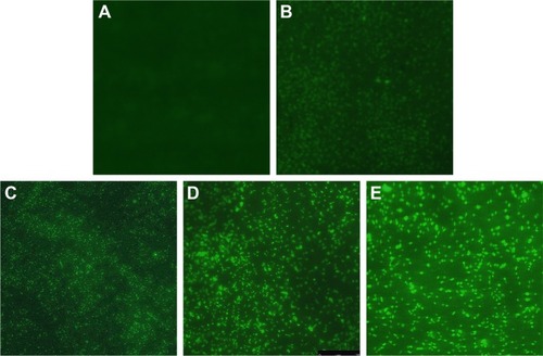 Figure 6 Changes of ROS production in multidrug-resistant Pseudomonas aeruginosa exposed to different concentrations of AgNPs under fluorescence microscopy with ×400 magnification.Notes: (A) The untreated P. aeruginosa without observable fluorescence. (B–E) Fluorescence observation of the bacteria exposed to 5.625, 11.25, 22.5, and 45 µg/mL AgNPs, respectively.Abbreviations: AgNP, silver nanoparticle; ROS, reactive oxygen species.