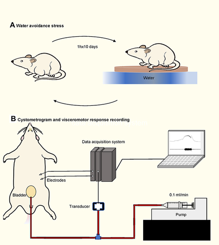 Figure 1 Water avoidance stress protocol and cystometry setup. (A) Schematic drawing of the performing water avoidance stress to animals. (B) Schematic drawing of the cystometry setup. A pair of electrodes were embedded into the left abdominal external oblique muscle. A syringe pump is connected to a pressure transducer, which is connected to the intravesical catheter.
