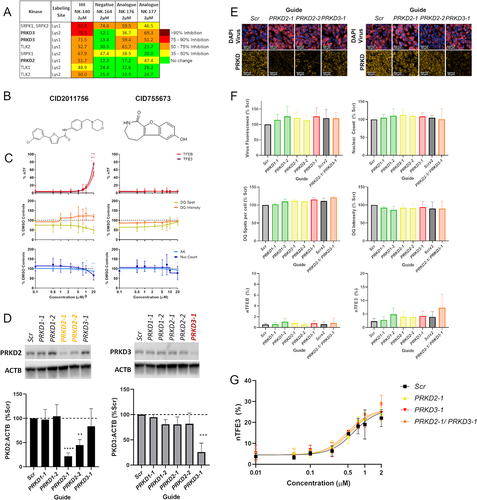 Figure 5. Quinazoline analog series activity is independent of PRKD. (A) The top results from the KiNativ in-cell kinase binding activity, highlight specific binding to PRKD2 and PRKD3. (B) Structures of commercially available protein kinase D inhibitors CID2011756 and CID755673. (C) %nTF indicates the percentage of nuclear TFEB and TFE3 translocation, DQ Red BSA degradation and AK and nuclear count for toxicity were measured in SH-SY5Y cells after exposure to increasing concentrations of CID2011756 and CID755673 compounds for 24 h. CID2011756 shows some TFEB and TFE3 translocation only at 20 µM where there is also some reduction of DQ Red BSA signal and toxicity. CID755673 shows no TFEB and TFE3 translocation, alteration in DQ Red BSA signal or toxicity. (D) Using CRISPRi, PRKD2 and PRKD3 were knocked down to ~21 and 25% of basal levels, respectively, as measured by western blotting. (E) sgRNA guides were co-expressed with iRFP670, allowing visualization of vector transduction alongside PRKD2 and PRKD3 knockdown using immunocytochemistry. Scale bars: 50 µm. (F) Guide fluorescence, nuclear count, DQ Red BSA active spot count and correct fluorescent intensity and TFEB and TFE3 translocation showed no differences between targeting guides and appropriate Scr controls. (G) Cells treated with Scr or PRKD2 or PRKD3 targeting guides were exposed to increasing concentrations of NK140 compound; however, demonstrated no increased activity in the TFE3 translocation assay (n = 3 biological replicates, error bars = s.d). n = 3 for all above assays, mean ± s.d. *p < 0.05, **p < 0.01, *** p < 0.001, **** p < 0.0001 One-way ANOVA with Dunnett’s multiple comparisons test.