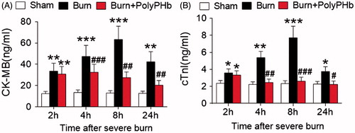 Figure 3. PolyPHb limited cardiac enzyme release after severe burn. The release of CK-MB (A) and cTnI (B) of the three groups after severe burn. Values were expressed as mean ± SD (n = 15–20 per group). *p < .05, **p <  .01, ***p < .001 vs. the Sham group; #p < .05, ##p < .01, ###p < .001 vs. the Burn group. CK-MB: creatine kinase-MB; cTnI: cardiac troponin-I.