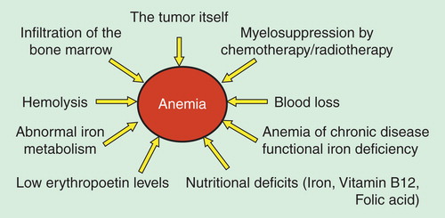 Figure 1. Causes of anemia in the cancer patient.