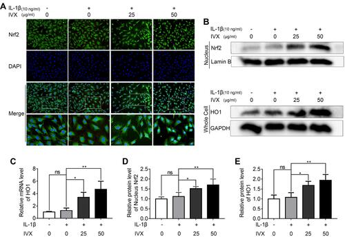 Figure 7 IVX impact on the Nrf2 signaling pathway in IL-1β-exposed chondrocytes, in the presence of or absence of IVX. (A) Detection of Nrf2, using immunofluorescence in conjunction with nuclear DAPI stain (scale bar: 50 μm). (B, D and E) Evaluation of Nrf2 levels in the nuclear fraction and downstream HO1 levels in the whole extract, using Western blot. Quantification of the protein was done using Image J. (C) Evaluation of HO1 transcript levels, using PCR. Data presented as average ± SD of 3 separate examinations. *p <0.05, **p < 0.01.