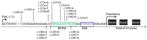 Figure 3. Representative mutations in 5’UTR of the ANKRD26 gene associated with ANKRD26-RT. Position c-172 indicates the transcription start site (TSS). Green and blue areas represent RUNX1 and FLI1 binding sites. The red position represents the location of the mutation in our patient.