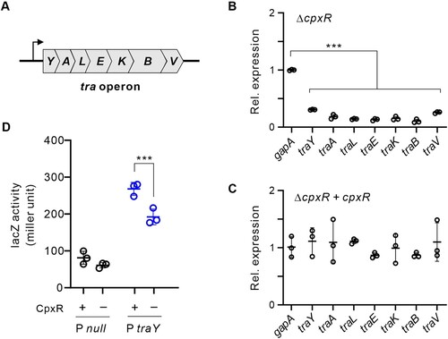 Figure 5. CpxR promotes the transcription of tra operon on the IncFII blaKPC-carrying plasmid pKPHS2. (A) Genetic organization of the tra operon. The genes traY, traA, traL, traE, traK, traB and traV form a polycistron that is transcribed from a promoter upstream (bended arrow). (B) The expression of tra genes in ΔcpxR mutant, using gapA as a control. (C) The expression level of tra genes in ΔcpxR complemented with a wild-type cpxR. (D) The beta-galactosidase activity of lacZ fused to the traY promoter was determined in the presence or absence of cpxR. The null promoter was used as a negative control. This experiment was performed in a heterologous system using E. coli DH5ɑΔcpxR as a surrogate host, in which the K. pneumoniae cpxR gene was provided on plasmid.