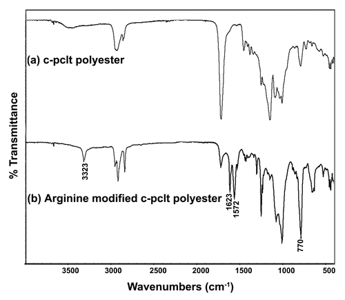 Figure 10. FTIR plot of (A) unconjugated C-PCLT polyester and (B) L-Arginine Bioconjugated C-PCLT.