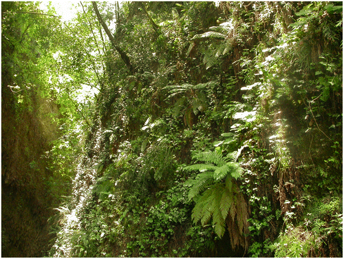 Photo 11. Autre vue du Polysticho – Pteridetum creticae (photo CBN méditerranéen).