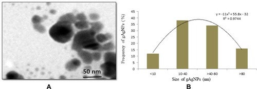 Figure 1 (A) TEM image of green silver nanoparticles (gAgNPs) (B) Distribution green silver nanoparticles (gAgNPs) size (%).