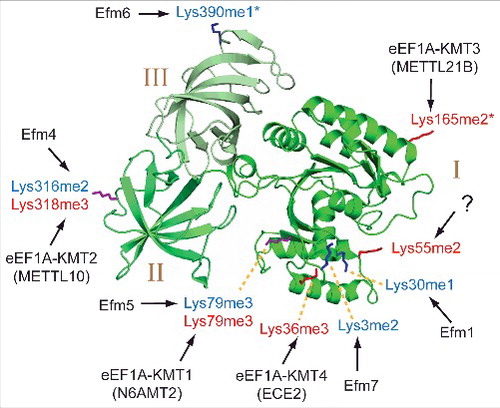 Figure 3. Methylated lysines and corresponding KMTs in yeast and human eEF1A. The three domains (I, II, III) of eEF1A are indicated in different shades of green colouring on a cartoon representation of the eEF1A structure. Methylated lysines in human and yeast eEF1A are indicated by red and blue labels, respectively, and also shown in stick representation, where methylation sites that are unique to human or yeast eEF1A are indicated in red and blue, respectively, whereas sites that are found in both proteins are shown in purple. The shown structure represents S. cerevisiae eEF1A (PDB 1F60), but since one of the methylated Lys residues in human eEF1A, Lys-165, is not conserved in yeast eEF1A, the corresponding residue (Ser-163) was, for the purpose of this illustration replaced by lysine (and indicated as human Lys-165). The KMTs responsible for lysine methylation in yeast and human (Efms and eEF1A-KMTs, respectively) are indicated. Asterisks indicate methylation sites that tend to display a mixture of different methylation states.