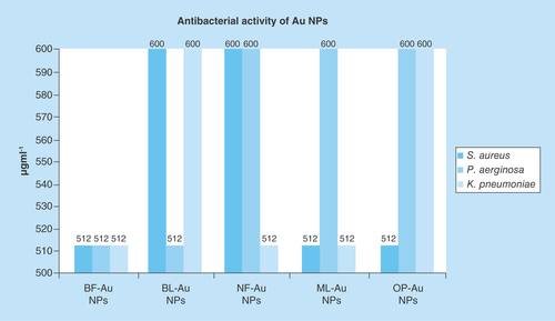 Figure 9.  Antibacterial activities of MIC values of gold nanoparticles capped with BF, BL, NF, ML and OP for Gram-positive and Gram-negative bacteria inhibit the Staphylococcus aureus, Pseudomonas aeruginosa and Klebsiella pneumoniae.BF: Basil flowers; BL: Basil leaves; ML: Mentha leaves; NF: Neem leaves; NP: Nanoparticle OP: Orange peel.