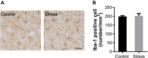 Figure 4 Effects of intermittent social defeat stress on the morphology and number of ionized calcium binding adapter molecule 1 (Iba-1) positive microglia.