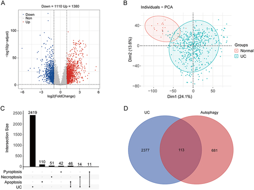 Figure 1 Identification of DEGs in the UC dataset. (A) Volcano map of the DEGs in UC patients versus the healthy subjects in GSE206285. Blue dots represent downregulated genes, red dots represent upregulated genes and grey dots show genes with no significant difference with a threshold of |log2FC| >1 and adjusted to p < 0.05. (B) PCA showed the gene cluster between UC and healthy subjects. (C) An Upset diagram of UC-related DEGs as well as pyroptosis, necroptosis and apoptosis. (D) A Venn diagram of the intersection of UC-related DEGs and autophagy-related genes.