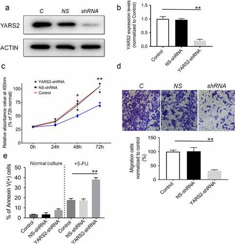 Figure 2. Knockdown of YARS2 inhibited CRC cell proliferation and migration, and sensitized cells to 5-FU treatment. (a) Western blot analysis of YARS2 protein in the lysates of either the untreated cells (C, control) or the cells transfected with a non-silencing shRNA (NS, scrambled sequence) or transfected with a specific YARS2 shRNA (shRNA). ACTIN, β-actin expression was used as a loading control. (b) The optical density was determined using NIH ImageJ software. The ratio of YARS2 expression to B-ACTIN expression was determined and normalized. (c) CCK8 assay results showing the effect of reduced expression of YARS2 on growth in SW620 cells compared to that of controls. (d) Transwell migration assay of SW620 cells for 24 hours. (e) Apoptotic ratios of SW620 cells before or after 5-FU treaments were determined by flow cytometry. Data are expressed as means ± SD. *, P < .05; **, P < .01, n = 3.