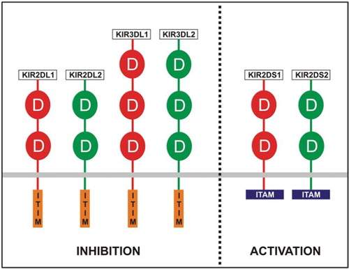 Figure 2. Graphic depiction of human KIR receptors. Inhibitory receptors contain ITIMs in their long intracytoplasmic (L) chains. Activating KIRs lack ITIMs and have short intracytoplasmic (S) chains. KIR2DL1 (two extracellular domains (two D), and long intracytoplasmic chain (L)) is an inhibitory receptor with specificity for HLA-C type 1 alleles. KIR3DL1 (three D, L chain) is an inhibitory receptor specific for HLA-Bw4 type alleles. Activating KIRs contain ITAMs in their short intracytoplasmic chain (S). KIR2DS1 is an activating receptor with specificity for HLA-C type 1 alleles.