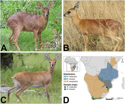 Figure 1. Photographs and range map of the three Raphicerus species. A R. melanotis (Cape grysbok) female in Robertson, Western Cape Province, South Africa (©Barbara Claassen), B R. sharpei (Sharpe’s grysbok) female in Kruger National Park, South Africa (©Paulette Bloomer), C R. campestris (steenbok) female in Etosha National Park, Namibia (by Yathin S. Krishnappa - Own work, CC by-SA 3.0, https://creativecommons.org/licenses/by-sa/3.0/, https://commons.wikimedia.org/w/index.php?curid=24567649), included for comparative purposes. The original photo was cropped for this figure. Both grysbok species have conspicuous white hairs scattered throughout their coat, which are absent in steenbok. D Distribution range map of the three Raphicerus species. Distribution data were obtained from the IUCN Red List page for each species (IUCN (International Union for Conservation of Nature) Citation2017, Citation2008a, Citation2008b). the map was generated in QGIS v3.22.2 (https://qgis.org/en/site/).