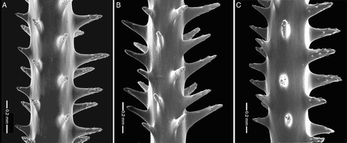 Figure 9 Spines of species related to Phanopathes zealandica n. sp. A, Phanopathes expansa, holotype, USNM 88340/SEM stub 34); B, P. rigida, schizotype. USNM 94477/SEM stub 214; C, P. cancellata, schizotype, USNM 100380/SEM stub 140.