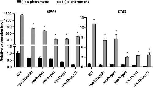 Figure 4. Relative transcriptional expression of MFA1 and STE2 in the absence and presence of α-pheromone in the WT control and mutant strains of the Vps21 signalling pathway. Opaque cells of the WT control, vps21/vps21, vps9/vps9, vps3/vps3, vac1/vac1, and pep12/pep12 mutant strains were incubated in liquid Lee’s glucose medium (pH 6.8) and treated with or without synthetic α-pheromone (50 μg/mL) for 12 hours at 25 °C. Total RNA was extracted for quantitative RT-PCR assays. The expression level of ACT1 was used for normalisation. The average value of the WT control strain for each gene without pheromone treatment was set as “1”. “*” indicates significant difference between the WT control strain and mutant strain (p < 0.05, two-tailed Student’s t-test). Strains used: WT (FDZF208); vps21/vps21 (FDZF263); vps9/vps9 (FDZF213); vps3/vps3 (FDZF259); vac1/vac1 (FDZF531); and pep12/pep12 (FDZF546). The mating type of all strains used was MTLa/Δ.