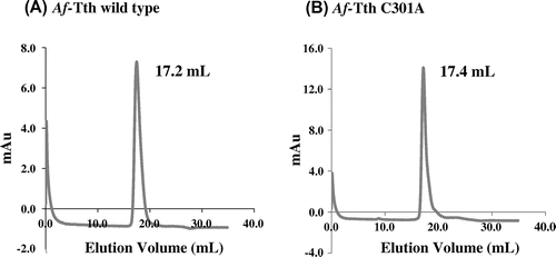 Fig. 3. Gel-filtration column chromatography of wild-type and mutant Af-Tth.Notes: The refolded active Af-Tth wild-type (A) and C301A mutant (B) proteins were loaded onto TSKgel G3000SW chromatography columns. Elution volumes of peaks are indicated for each protein.