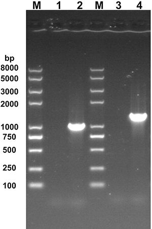 Figure 3 PCR results show successful knockout of the Rv0494 gene in Mycobacterium tuberculosis H37Rv strain. Lane (M) DNA Ladder, Lane 1 and Lane 2: Use primer pairs LYZFP/LYZRP for amplification of the WT strain and MUT strain genome. Lane 3 and Lane 4: Use primer pairs RYZFP/RYZRP to amplification WT strain and MUT strain genome. The PCR was validated using both primer pairs LYZFP/LYZRP and RYZFP/RYZRP and using the knockout strain genome (MUT strain) as the template to amplify DNA fragments of 976 bp and 1272 bp in size, while no target DNA fragments were amplified when the control was using the wild-type strain genome (WT strain) as the template and the same primer pairs were used for PCR.