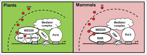 Figure 2. Analogy of nuclear hormone receptor activation system between plants and mammals. The “COI1-JAZ-MYC2” module of JA signaling in plants resembles the nuclear hormone receptor RAR in mammals. In plants, MED25 interacts with COI1 and JAZ proteins and facilitates JA-Ile-triggered degradation of JAZ proteins, which in turn enhances the MED25-MYC2 interaction. MED25 functions in chromatin modification and preinitiation complex assembly by recruiting HAC1 and the Mediator complex, respectively, to MYC2-targeted promoters. In mammals, MED25 interacts with RAR in the presence of RA and functions in chromatin modification and preinitiation complex by recruiting CBP1 and the Mediator complex, respectively, to RAR-responsive promoters.