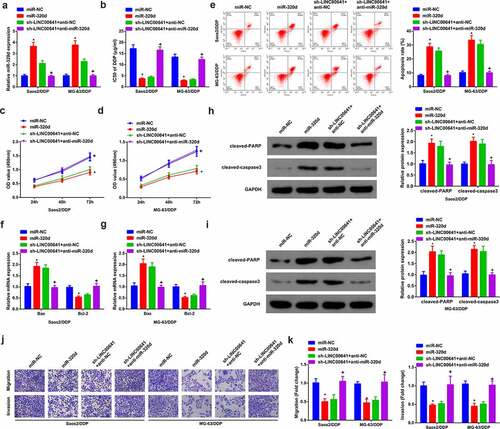 Figure 5. Knock-down LINC00641 is capable of reducing DDP-resistance of DDP-resistant OS cells via mediating miR-320d. (a) qPCR to detect miR-320d in cells; (b) IC50 value of cells in each group; (c-d) MTT assay to detect the survival rate and proliferation; (e) Flow cytometry to analyze apoptosis rates; (f-g) qPCR to examine Bcl-2 and Bax mRNA; (h-i) Western blot to detect caspase-3 and PARP protein expression; (j-k) Transwell method to analyze the migration and invasion abilities. In C-I, in Saos2/DDP and MG-63/DDP cells. * vs. the miR-NC, P < 0.05; + vs. the sh-LINC00641 + anti-NC, P < 0.05.