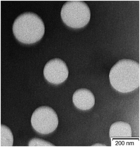 Figure 5. TEM photograph of (DOX + CUR)-FA-NPs (×15,000 magnification).