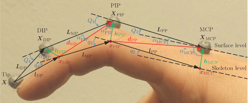 Figure 2. Two-dimensional finger schematic diagram.