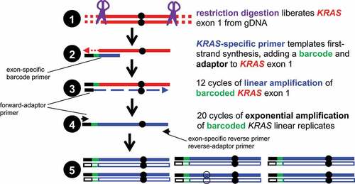 Figure 1. MDS for a KRAS template. Unique barcodes and an adaptor are introduced into, for example, exon 1 of KRAS through restriction digestion (❶) and first-strand extension (❷), followed by linear amplification to copy the original DNA 12 times (❸) and 20 cycles of exponential amplification (❹) to expand the library for sequencing (❺). Sequencing reads are grouped by barcode and bona fide mutations (●) separated from false ones (◯) by virtue of being present in all reads sharing the same barcode. Adapted from Refs. [Citation10,Citation11].
