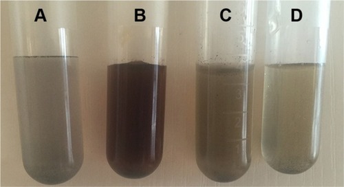 Figure 4 (A) Gray color of unirradiated C60 solution; (B) dark brown color of PFH-C60 (C60 8.0 mg/mL) solution after irradiation; (C) brown color of PFH-C60 (C60 4.0 mg/mL) solution after irradiation; (D) light brown color of C60 (8.0 mg/mL) solution after irradiation (B, C: HIFU irradiation: 200 W/9 seconds; D: HIFU irradiation: 300 W/9 seconds).Abbreviations: C60, fullerene; PFH, perfluorohexane; HIFU, high-intensity focused ultrasound.