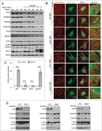 Figure 2 (See previous page). Both ULK1 and ATG5 are required for selenite-induced mitophagy. (A) HeLa cells with MUL1 was knocked down were rescued by exogenous wild-type MYC-tagged MUL1, followed by treatment with selenite for 12 h before western blotting analysis of the indicated proteins. (B) Wild-type MEFs, Atg5−/−, Ulk1−/− and park2−/− MEFs transfected with GFP-LC3 were treated with or without 5 μM of selenite for 12 h, followed by staining with MitoTracker Red for mitochondria and immunofluorescence microscopy to visualize GFP-LC3 puncta. (C) Quantification of GFP-LC3 punctate structures associated with mitochondria (TOMM20) described in (B) (mean ±SEM; n = 50 cells from 3 independent experiments, one-way ANOVA, ***P < 0.001, N.S., not significant). (D) The MEFs cells described in (B) were treated with or without selenite for 12 h, followed by subjected to western blotting analysis of the indicated proteins.