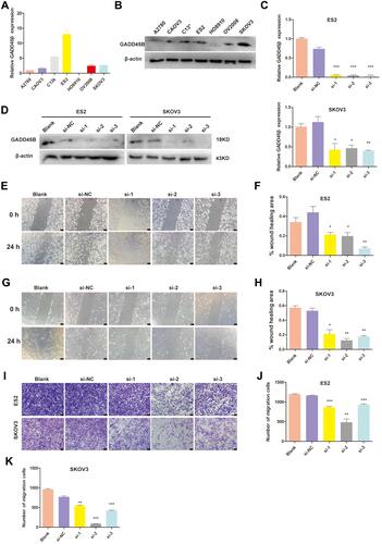 Figure 3 GADD45B knockdown inhibited the migration of EOC cells. (A, B) Western blot and qRT-PCR detected the expression of GADD45B in the EOC cell lines. (C, D) qRT-PCR and Western blot analysis of the silencing efficiency of GADD45B. (E, G) Wound-healing assays detected the migration ability difference of ES2 and SKOV3 cells between the NC group and the GADD45B siRNA-downregulated groups. (F, H) Histograms show the wound-healing areas of the scratch-wound assays. (I) Transwell assays detected the migration ability of ES2 and SKOV3 cells in the NC group and the GADD45B siRNA-downregulated groups. (J, K) Histograms show the number of migrating cells. Experiments were performed at least in triplicate, and the results are shown as the mean ± s.d. Student’s t-test was used to analyse the data (*p < 0.05; **p < 0.01; ***p < 0.001). Scale bar, 100 μm.